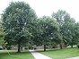 Mocsri tlgy (Quercus palustris) - http://workforce.cup.edu