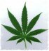 A vadkender (cannabis) levele. Illusztráció
