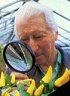 Dr. Szalva Péter (1920-2002) biológus, növénynemesítő, szakíró, Szentes Díszpolgára. Forrás: Szentesi Mozaik - In memoriam...