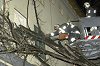 A szegedi kórház vizsgálójára rádőlt egy fa. A tűzoltók segítettek megoldani a problémát Fotó: Miskolczi Róbert