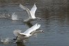 A ritka fehér madarak most igazi látványosságnak számítanak Szentesen Fotó: Vidovics Ferenc