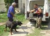 A tanyát emberre veszélyes harci kutyákkal őriztette a drogtermesztő. Fotó: Tésik Attila