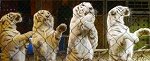 Az amerikai Suzan Leizie tíz fehér tigrisnek parancsol. Fotó: Tésik Attila