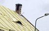 Csak a nyaka látszik a gólyának a kémény tetején, de ott van: nem költözött el a felújítás miatt. Fotó: Balázsi Irén