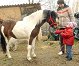Kuruczék kedvtelésből tartják a lovacskát. A hároméves Dóri szívesen sétáltatja Kacért. Fotó: Tésik Attila