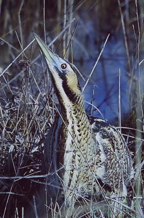 G�l Imre - Mad�r I