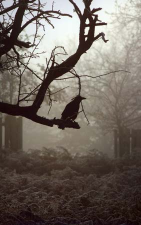 K�vesi Eszter - A holl�