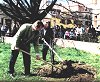 Dr. Hegedus Csaba és Polyák Imre facsemetét ültetnek. Forrás: www.szentesinfo.hu/dr-papp-laszlo
