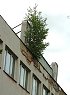 Már fa is nőtt az egykori vízmű irodaházának tetején. Fotó: Karnok Csaba