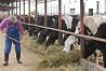 A szegvári tehenészet szeptember óta hiába vár a pénzére. 25 forintot buknak minden liter tejen. Fotók: Tésik Attila 