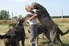 A Br Dniel felvteln lthat riskutyk legutbb a dublini Euro Dog Show-n kprztattak el mindenkit