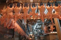 Szalagmunka a Hungeritben. A volt k�zmunk�sok z�me meg se n�zte, mit kellene csin�lni.  Arch�v fot�: Karnok Csaba