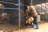 Az �llatv�d�k szerint zs�foltak a kennelek a T�glagy�ri �ti kutyamenhelyen.  A szerz� felv�tele