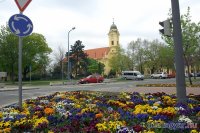 Vir�got �ltettek Szentesen. Fot�: delmagyar.hu (gal�ria) 