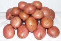 Kondor-Laura burgonya - http://webshop.agrokeraruhaz.hu