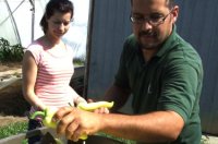 Zs�fia minden munkaf�zisban r�szt vesz, D�niel ir�ny�t�s�val.  A szerz� felv�tele 