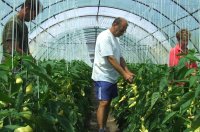 Paprikavizsg�lat a Szentesi Mag f�li�j�ban. A c�g p�ly�zik a Szentes f�ldrajzi �rujelz� elnyer�s�re. Fot�: Kr�lik Emese