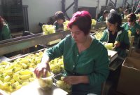 Az 5 milli�rdos forgalom k�tharmad�t a paprika adja. A szerz� felv�tele