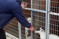 Új kennelekben várják a kutyák leendő gazdáikat, mutatja Deák Ferenc. A szerző felvétele