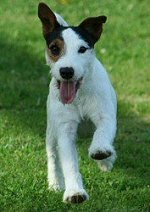 Jack Russel terrier - www.haziallat.hu
