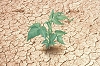 Kakasy Éva: Az elsivatagosodás és kiszáradás elleni küzdelem. Forrás: http://jelesnapok.oszk.hu